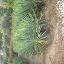 WASHINGTONIA Filifera 110