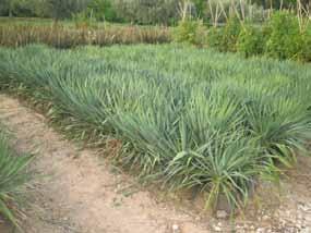 300/350 di fusto YUCCA 4