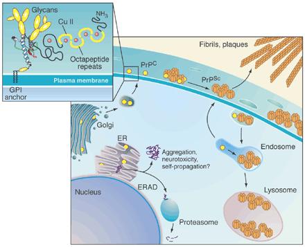 Figura 5: replicazione e deposizione della PrP Sc (adattato da Priola et al., Science 2003).