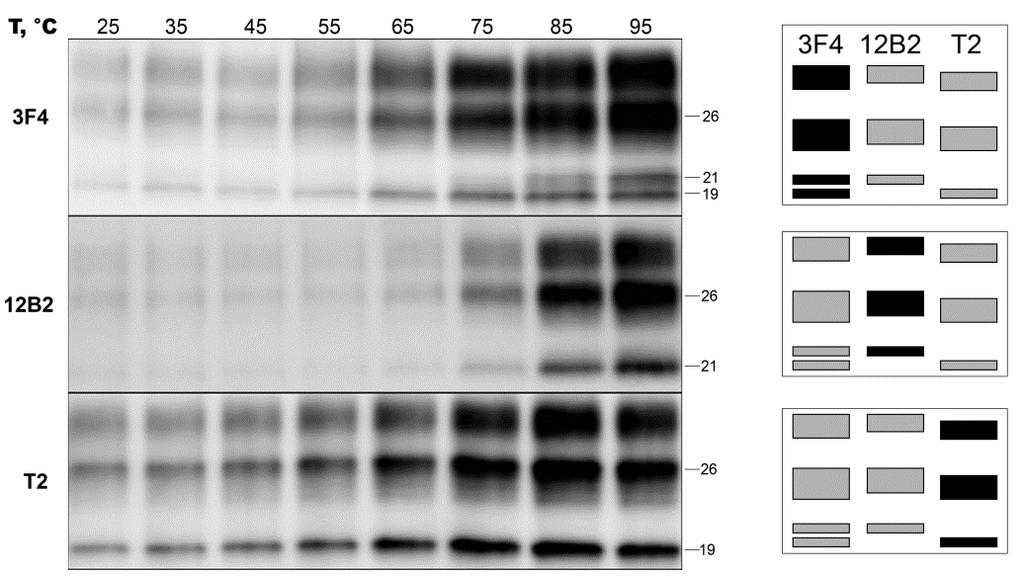 Figura 19: Western blot dopo TSA in campioni da tipi misti scjdmm1+2c, incubati con 3F4, 12B2 e T2.