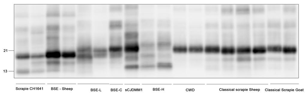 Figura 24: Western blot di campioni (deglicosilati) rappresentativi delle EST animali comprese in questo studio, per la rivelazione del frammento C-terminale di 14 kda.