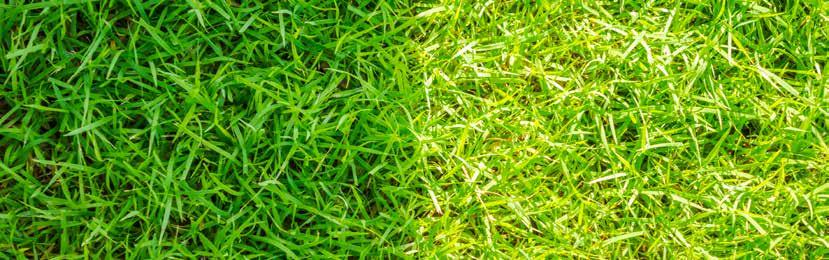 ERBA NATURALE / NATURAL TURF Erba sempre verde Colorante per manti in erba naturale Colorante atossico idrosolubile per la colorazione dei tappeti erbosi in erba naturale in caso di tappeto dormiente