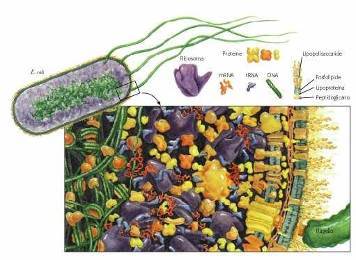 Passaggio successivo: COMPARTIMENTAZIONE Il sistema si isola dall esterno mediante una barriera protettiva (vescicole) Vantaggi: Protezione da ambiente esterno Concentrazione interna elevata aumento