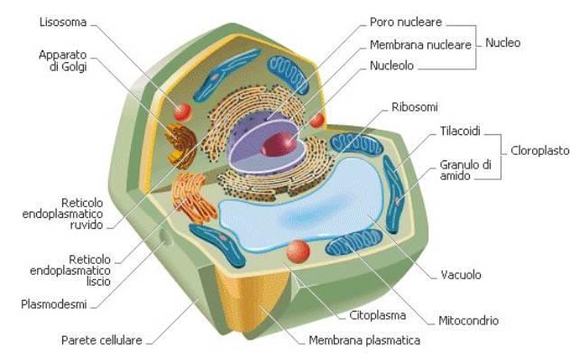 Attività specifiche relative a matematica, fisica e