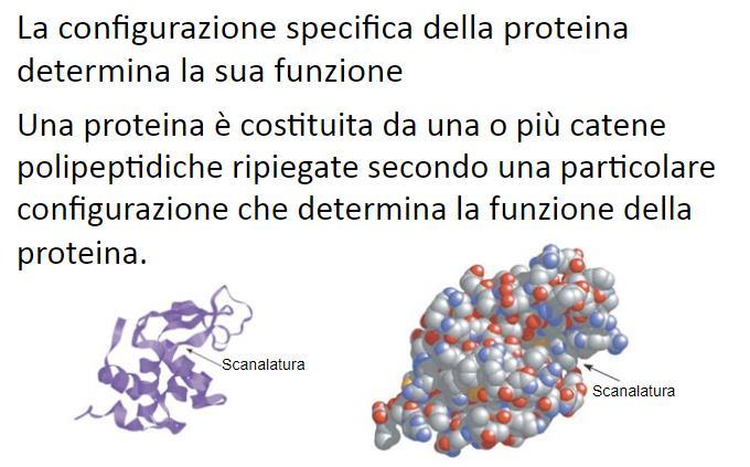 Struttura