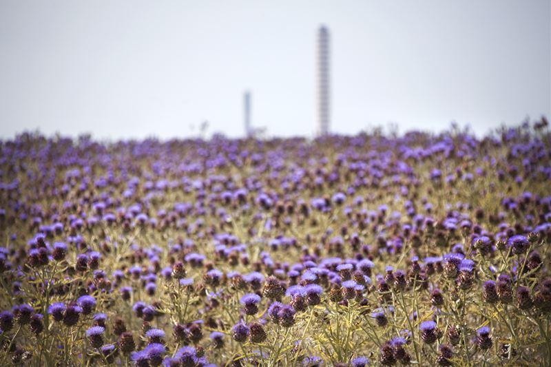 LA COLTIVAZIONE DEL CARDO L ACCORDO FA RIFERIMENTO ALLA DIFFUSIONE TRA LE IMPRESE AGRICOLE DELLA COLDIRETTI DEL CARDO, COLTURA A BASSO INPUT, GENERANDO FARINE PROTEICHE PER L