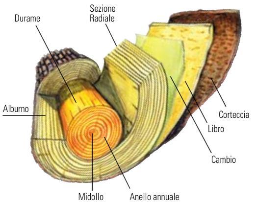 Larice Corteccia