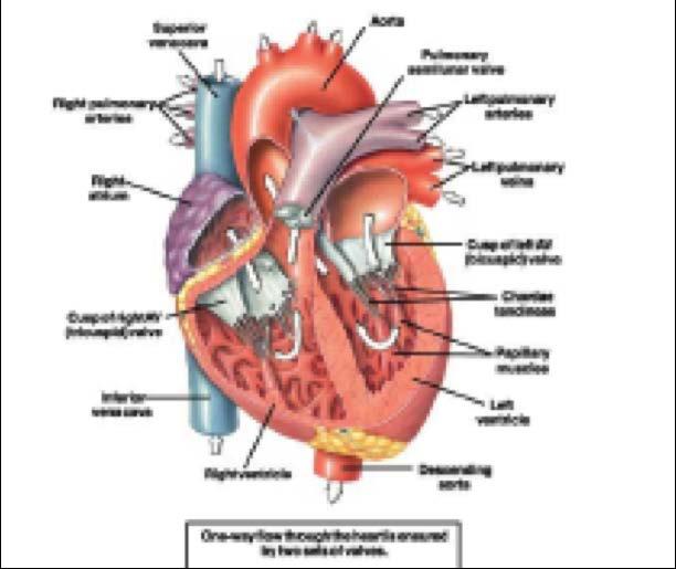 CICLO CARDIACO Il ciclo cardiaco è costituito da tutti quei fenomeni che avvengono dall inizio di un