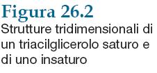 Lipidi Stearico e palmitico i più diffusi acidi grassi saturi Acido