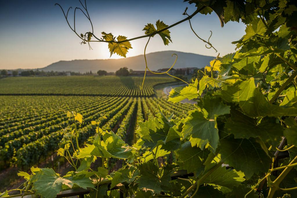 L Unione Italiana Vini è espressione dei soggetti imprenditoriali e professionali che svolgono attività economiche nel settore vitivinicolo, in via primaria o sussidiaria ad altre attività.