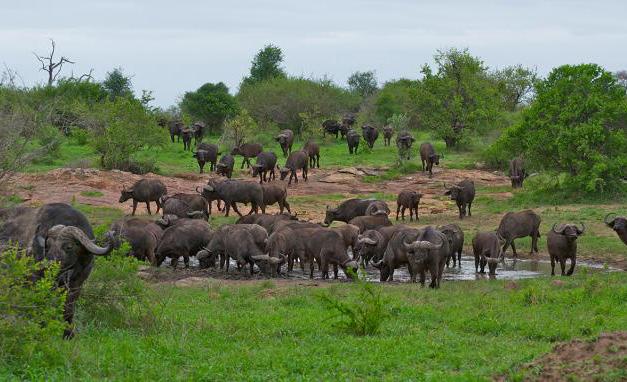 Migrazioni nel Serengeti Tra i parchi più importanti della Tanzania, il Serengeti è spesso interessato da grandi migrazioni, in particolare da quelle di zebre e gnu, inseguiti da affamati predatori.