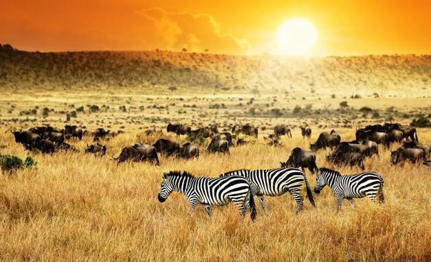 GIORNO 05 SERENGETI - NGORONGORO Ancora una occasione per catturare con lo sguardo o con l obiettivo gli animali del Serengeti.