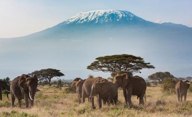 Kilimangiaro Celebre in tutto il mondo, la montagna più alta del continente africano, nonché uno dei vulcani più alti del pianeta, è uno spettacolo della natura.