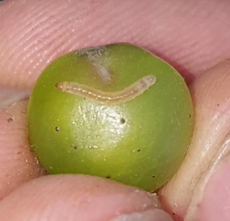 La presenza di numerose formiche sulla pianta è un segnale spia, della potenziale presenza e sviluppo delle cocciniglie. Planococcus ficus.