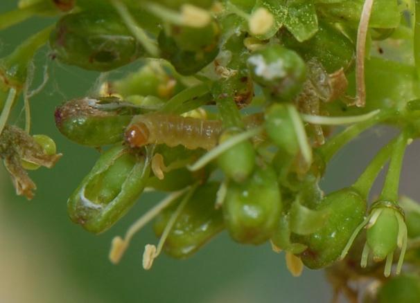 La fase fenologica di piena fioritura rappresenta il momento ideale per effettuare il monitoraggio