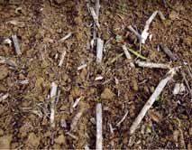 Il residuo colturale di maggiori dimensioni viene tagliato in porzioni più piccole che sono mescolate al terreno smosso 11.