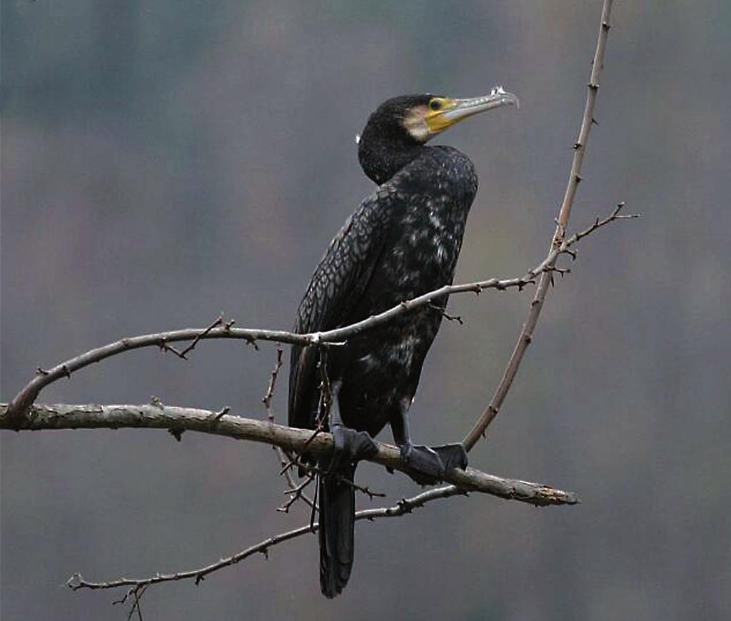 Sabato 30 Domenica 31 Lunedì Il cormorano è un uccello autoctono ingiustamente accusato di esaurire le riserve di pesce di fiumi e laghi.