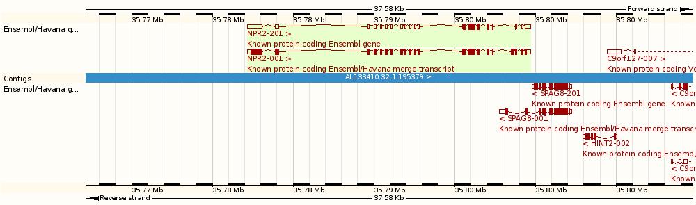 NPR-B: Recettore del Peptide