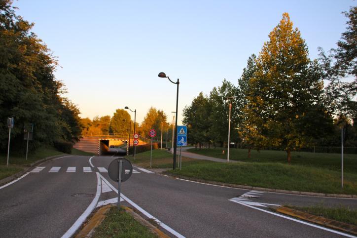 Iniziando il percorso da viale Nuvolari, (Foto 1) nel parterre a destra si notano due esemplari di Platano comune (Platanus acerifolia) a