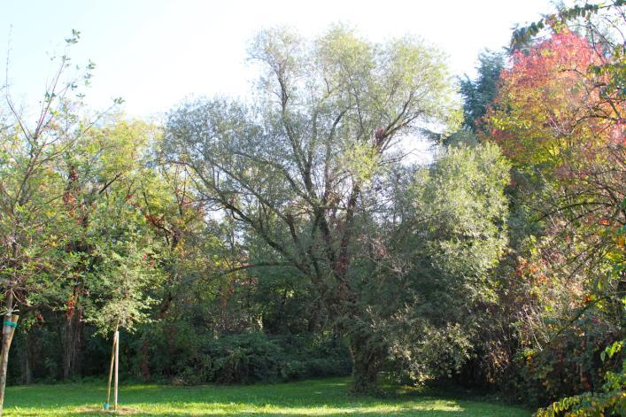 Foto 7 Di nuovo nel parterre, di fronte al pioppo, si incontrano sei Betulle comuni, tre Robinie comuni, un Ciliegio della Virginia (Prunus serotina), un Sambuco