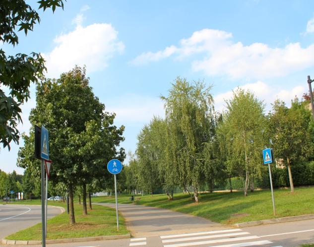 Oltre il parcheggio, sempre a sinistra della ciclopedonale, in direzione di via dei Gelsi, si nota un filare di dieci giovani Carpini bianchi (Carpinus betulus), di cui uno secco.