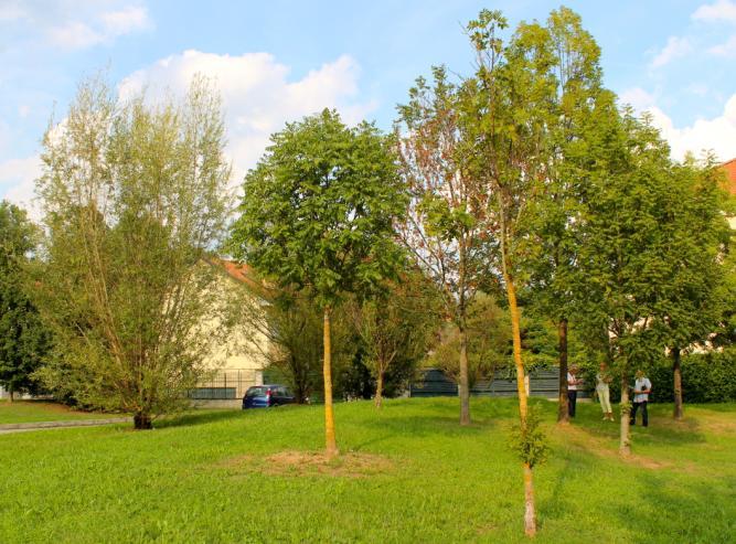 che ha samare ad ali molto divaricate. Foto 13 L albero isolato dietro la cabina elettrica è una Carpinella (Ostrya carpinifolia).