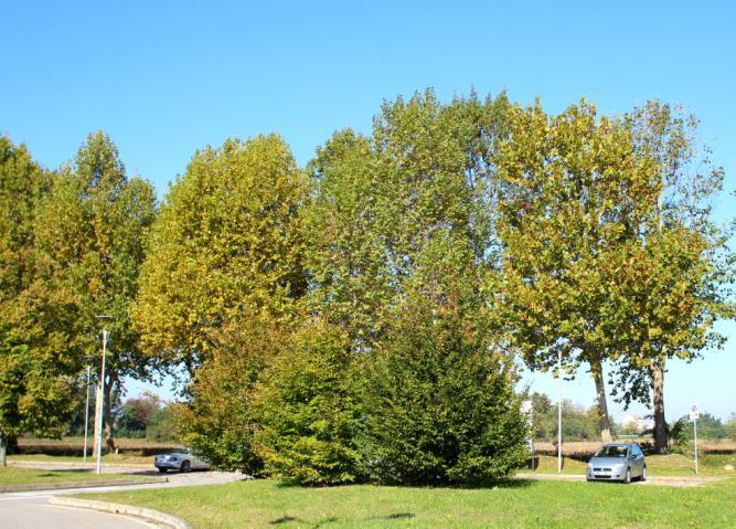 Foto 16 Negli altri due parterre che si affacciano sul parcheggio al termine della via, ci sono quattro Carpini bianchi (Foto 17) nel primo che si incontra, e 10 Tigli selvatici a foglie