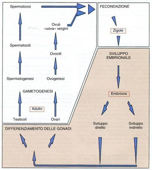 L embriogenesi