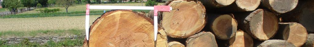 Il legno di pino ha un impiego versatile: 1) legno