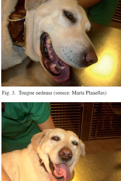 DANNI AI CANI Il cane entrato in contatto con le larve diventa nervoso, deglutisce, cerca di toccarsi la bocca con le zampe e può avere ipersalivazione.