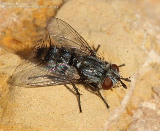 org Exorista segregata predatori Insetti Carabidi