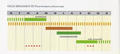 CICLO BIOLOGICO DI THAUMETOPOEA PITYOCAMPA modificato Da Stergulc e Frigimelica modificato.