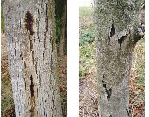 e la distruzione delle foglie cadute a terra in autunno contribuiscono a limitare le infestazioni nella primavera successiva dato che l insetto sverna come crisalide all interno delle foglie colpite.