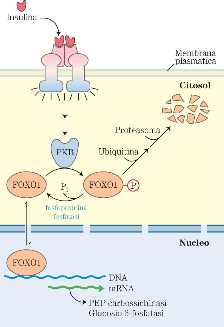 In presenza di insulina il fattore di trascrizione FOX01 viene fosforilato