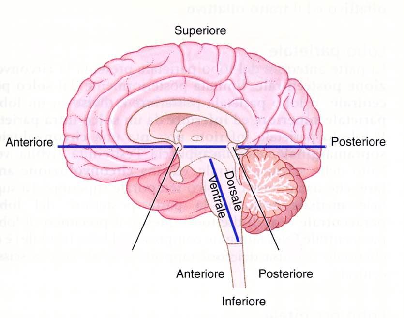 Curvatura cefalica Anteriore Posteriore Immagine tratta da: