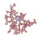 Neocortical glial cell