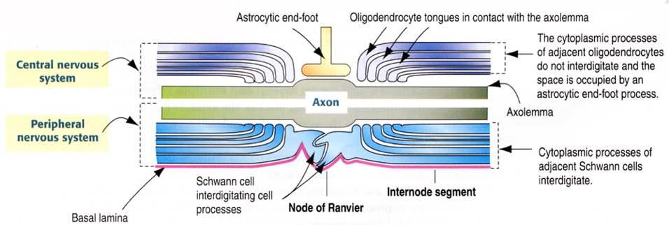 Nodo di Ranvier Immagine tratta da: Hystology and