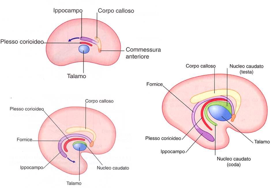 Immagine tratta da: Neuroanatomia, Fitzgerald,