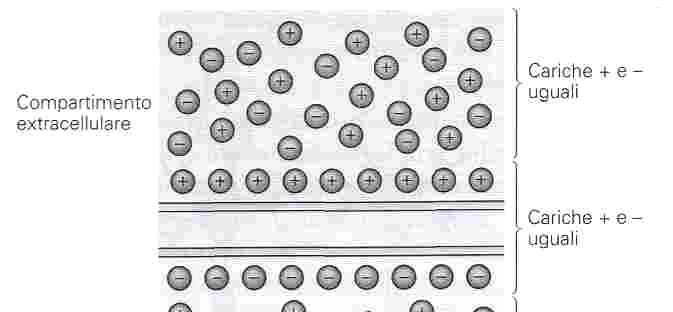 Presenza di una differenza di potenziale a cavallo della membrana Nelle cellule di mammifero ha un valore di -65 mv, -70 mv.