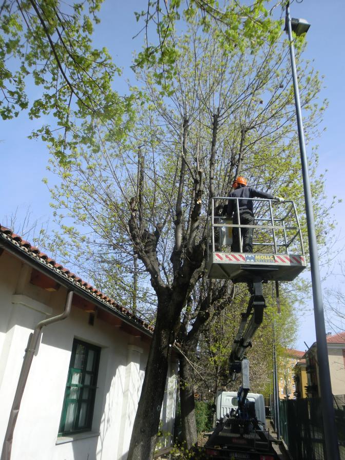 A completare questo quadro, anche la realizzazione di un aiuola in via Novara in collaborazione con alcuni cittadini e l'avvio del progetto di pulizia del giardino all'ingresso della scuola Celebrini