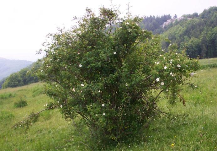 Figura 4.e: Rosa Canina (Sito Web: www.webalice.it) 4.1.5 Fusaggine (Euonymus europaeus) Arbusto eretto molto ramificato, alto 2-4 m, a volte con habitus da alberello.