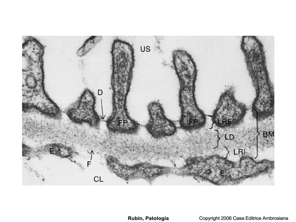 Microscopia