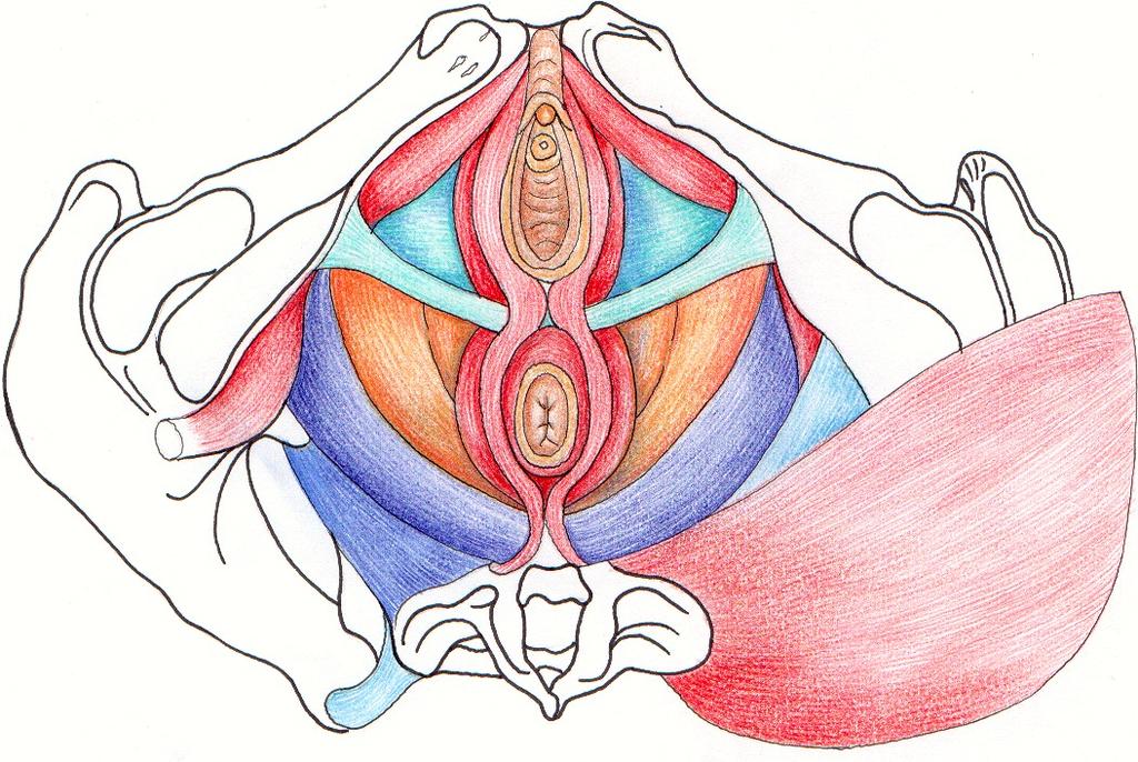 1: Anatomia del pavimento pelvico M. BULBO CAVERNOSO M. ISCHIO CAVERNOSO M. TRASVERSO PROFONDO M.