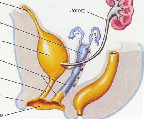 2: Embriogenesi degli organi pelvici L apparato genitale femminile, le vie urinarie e i tessuti di