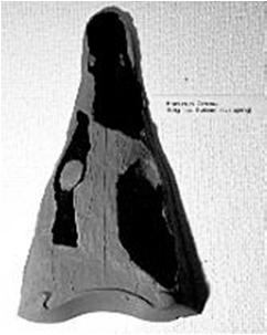 marini del Triassico Inferiore ed erano