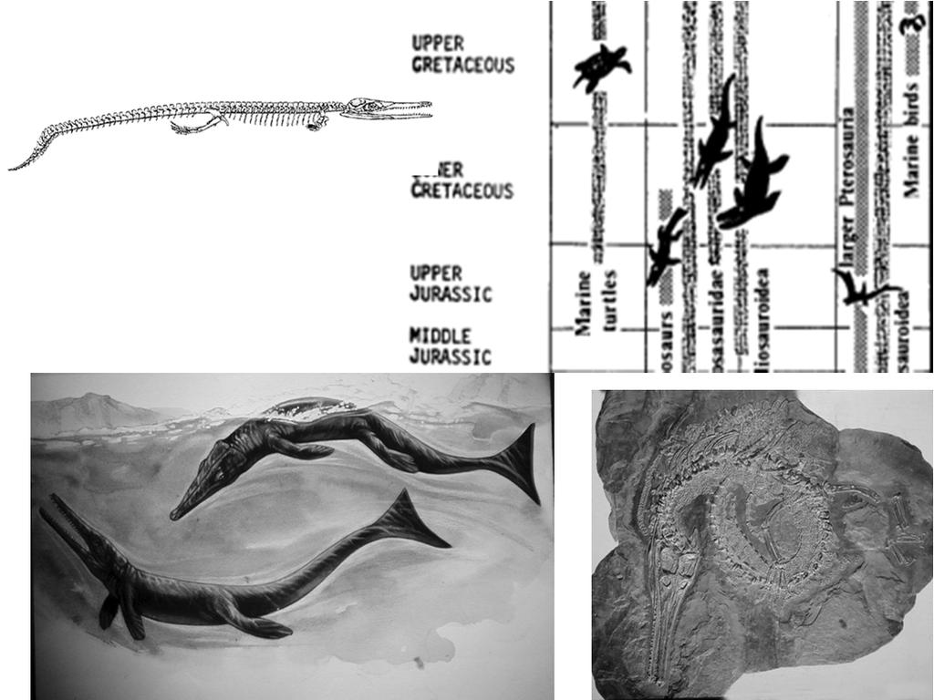 L estinzione di quasi tutti I rettili marini, ad eccezione delle tartarughe, delle ammoniti e la sostituzione dei foraminiferi veniva spiegata prima con un abbassamento