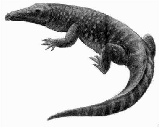 ) Rutiodon (fitosauro: diapside arcosauro)