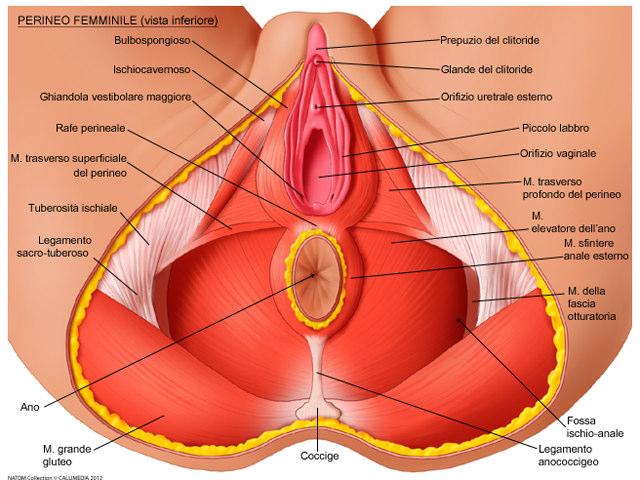 Figura 3: Piano superficiale del perineo Le inserzioni tendinee dei muscoli bulbo-cavernoso (o bulbospongioso), sfintere anale esterno e trasverso superficiale del perineo formano il centro tendineo