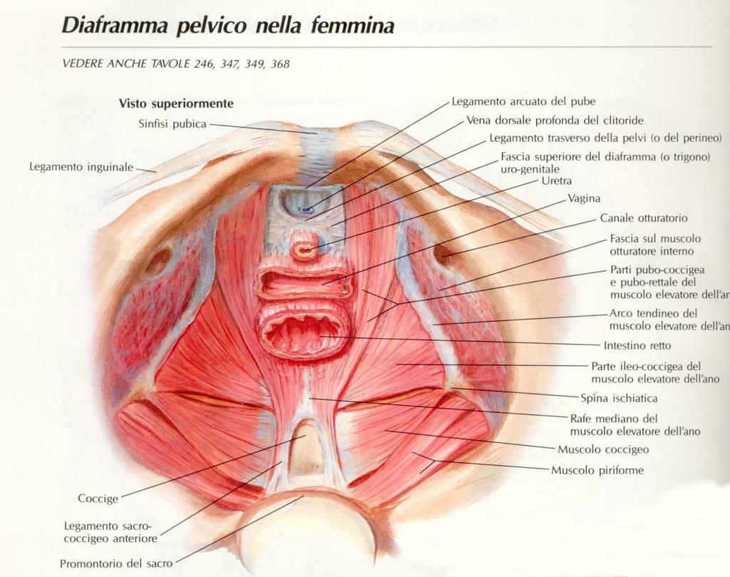 Il muscolo ischio-coccigeo si inserisce lateralmente sulla faccia mediale e sui due margini della spina ischiatica, sulla faccia profonda del legamento sacrospinoso e sulla porzione posteriore dell