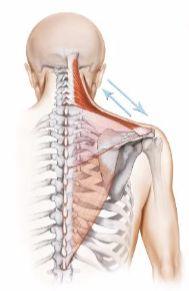 Trapezio Origine: linea mediale della colonna a livello occipitale, legamento nucale, processo spinoso VII
